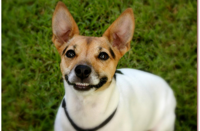 Dog 2223978453 229408b82f b 