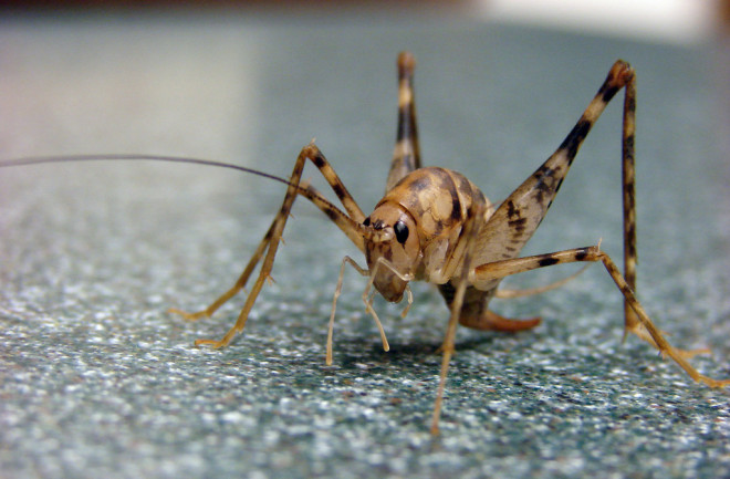 camel cricket Diestrammena asynamora