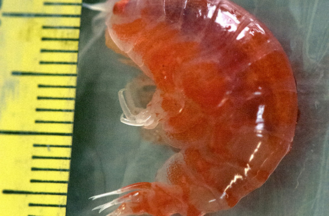 amphipod.jpg