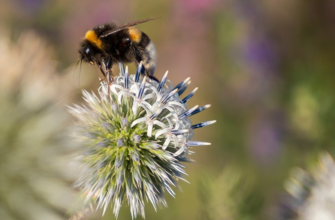 Arctic bumblebee