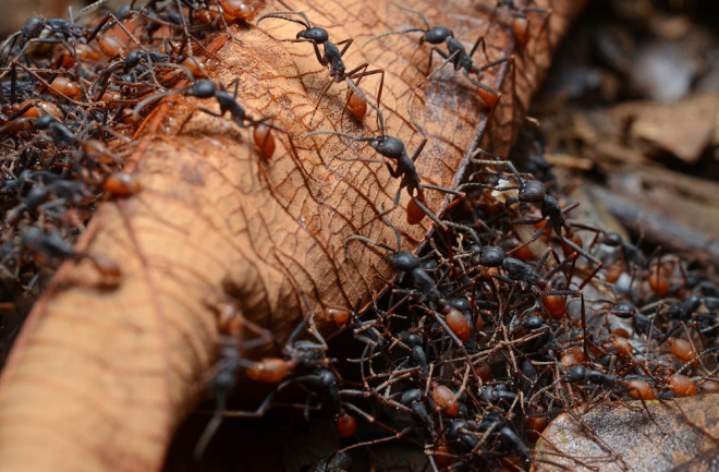 Army_ants.jpg