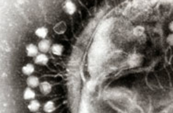 bacteriophage.jpg