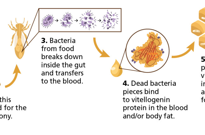 bee-vaccination.jpg