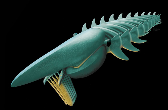 Big-Shrimp.jpg