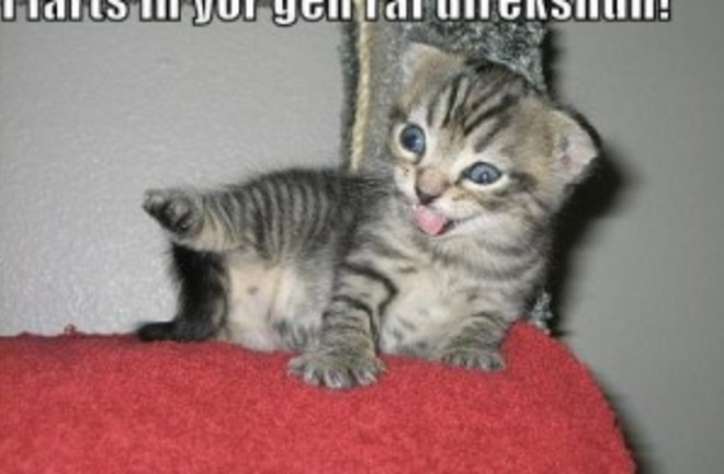 cat-farts
