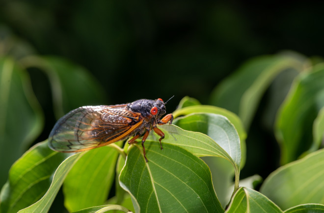 cicada hanging on a leaf