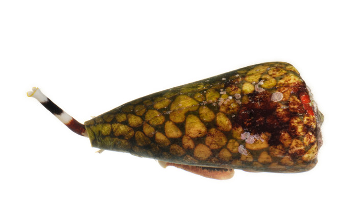 cone-snail.jpg