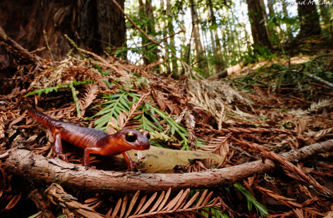 Ensatina salamander - Lane - DSC-NT0818 01