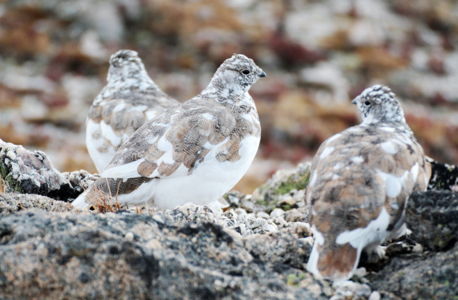 White-tailed ptarmigan - Trevor Fristoe