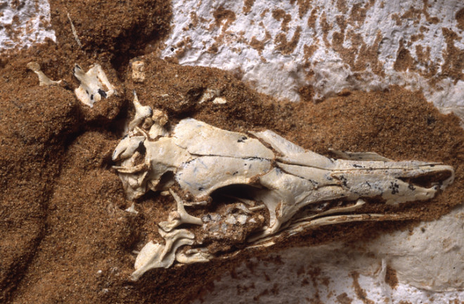 Shuvuuia deserti eye socket