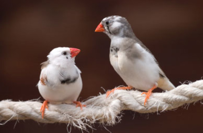 finches.jpg