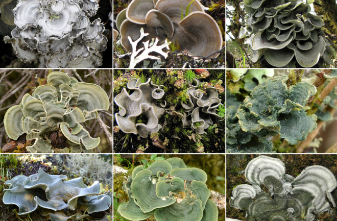 fungus.jpg