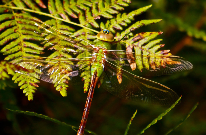 Green-Darner-Dragonfly.jpg