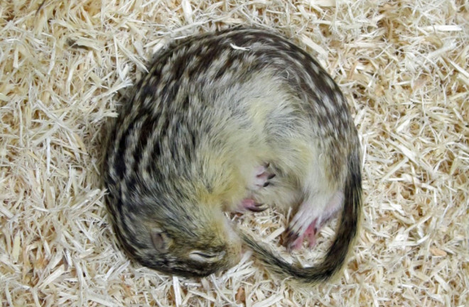 hibernation-1-1024x724.jpg