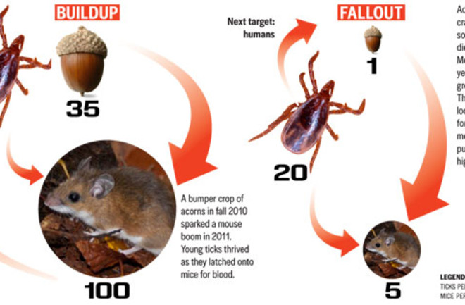 lyme.jpg