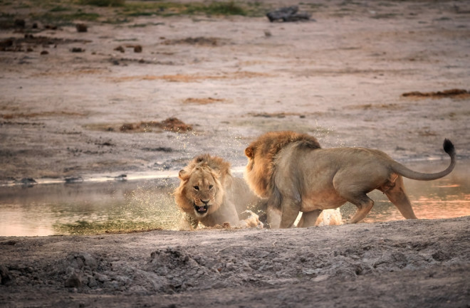 Male lions fighting