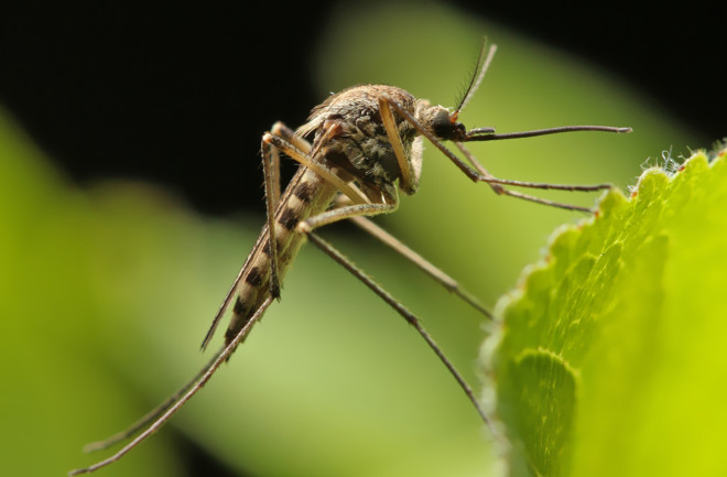 Mosquito.jpeg