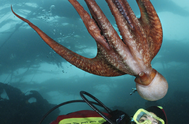 octopus.jpg