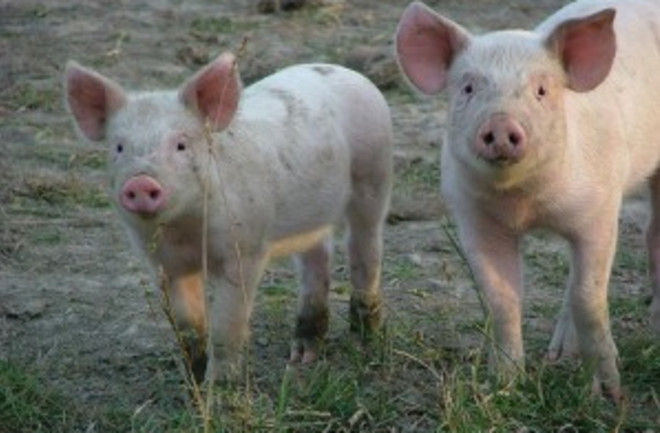 piglets-300x225.jpg