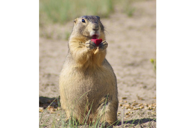 Prairie Dog - USGS