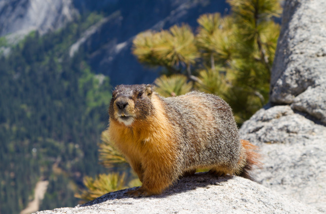 marmot