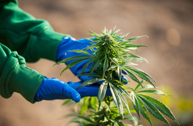 marijuana gloved hand - shutterstock