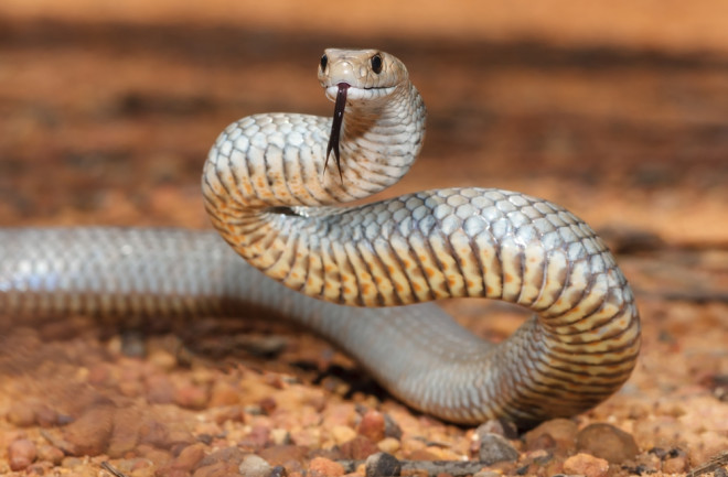 Eastern Brown Snake