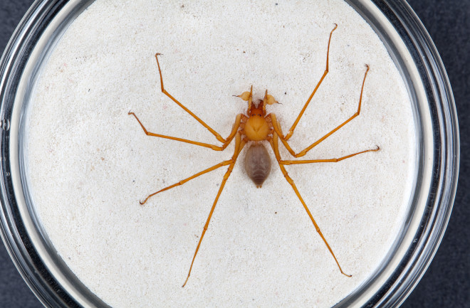 Hook-Legged Spider