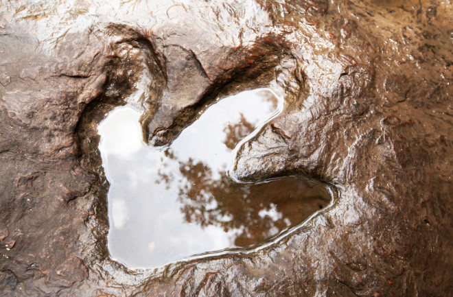 Theropod Footprint