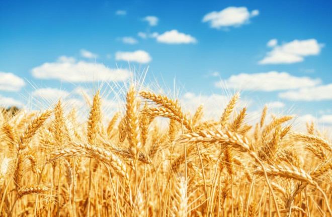 WheatField.jpg